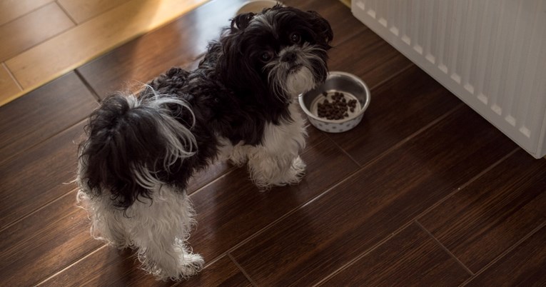 Zašto psi ponekad odnose hranu u drugu sobu? Našli smo odgovor