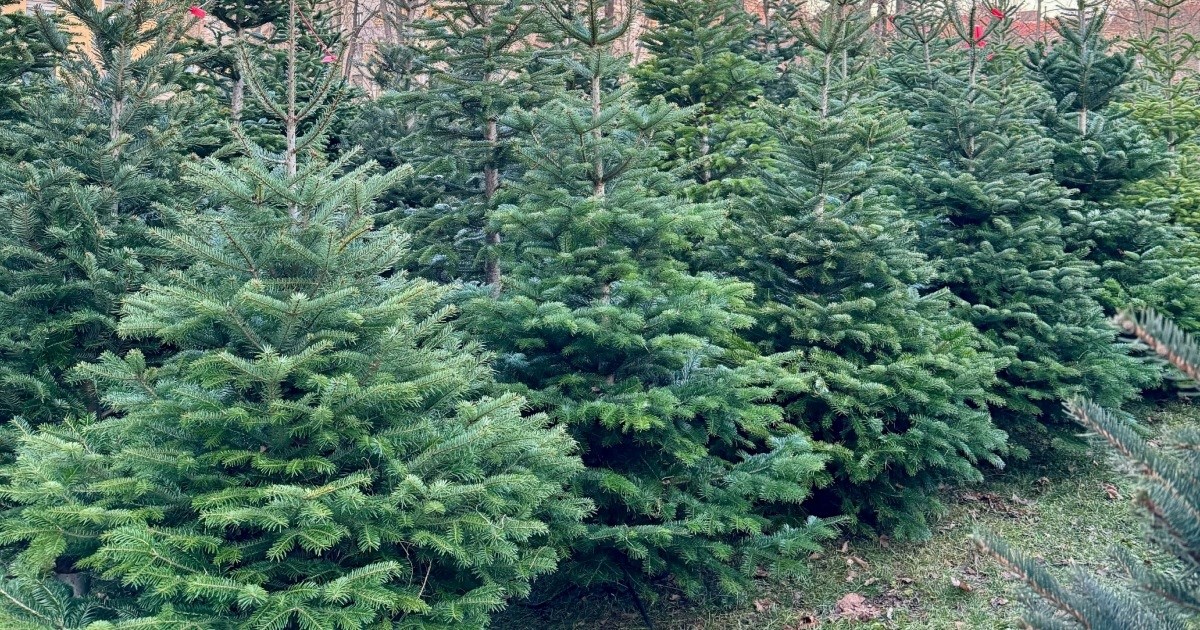 Pregledali smo cijene božićnih drvaca u Zagrebu. Evo detaljnog popisa