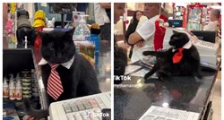 Mačak "menadžer" dućana hit na TikToku, pogledajte kako nadzire i tretira radnika