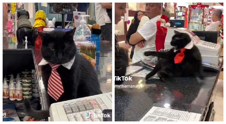 Mačak "menadžer" dućana hit na TikToku, pogledajte kako nadzire i tretira radnika