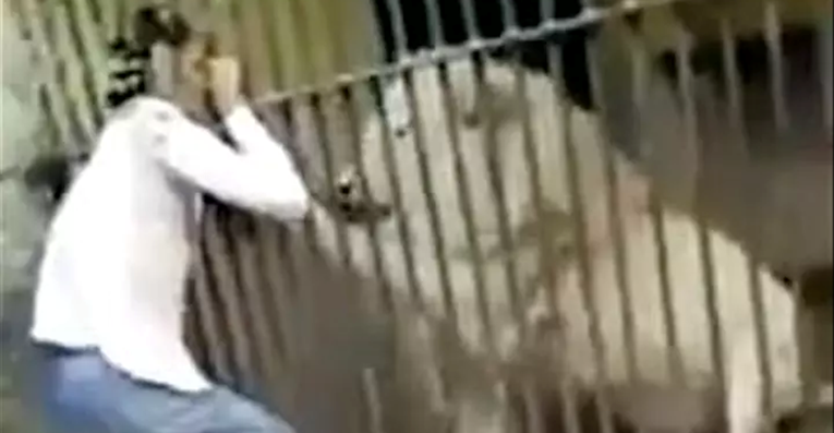 Posjetitelji snimili lava koji je pokušao rastrgati zaposlenika zoološkog vrta