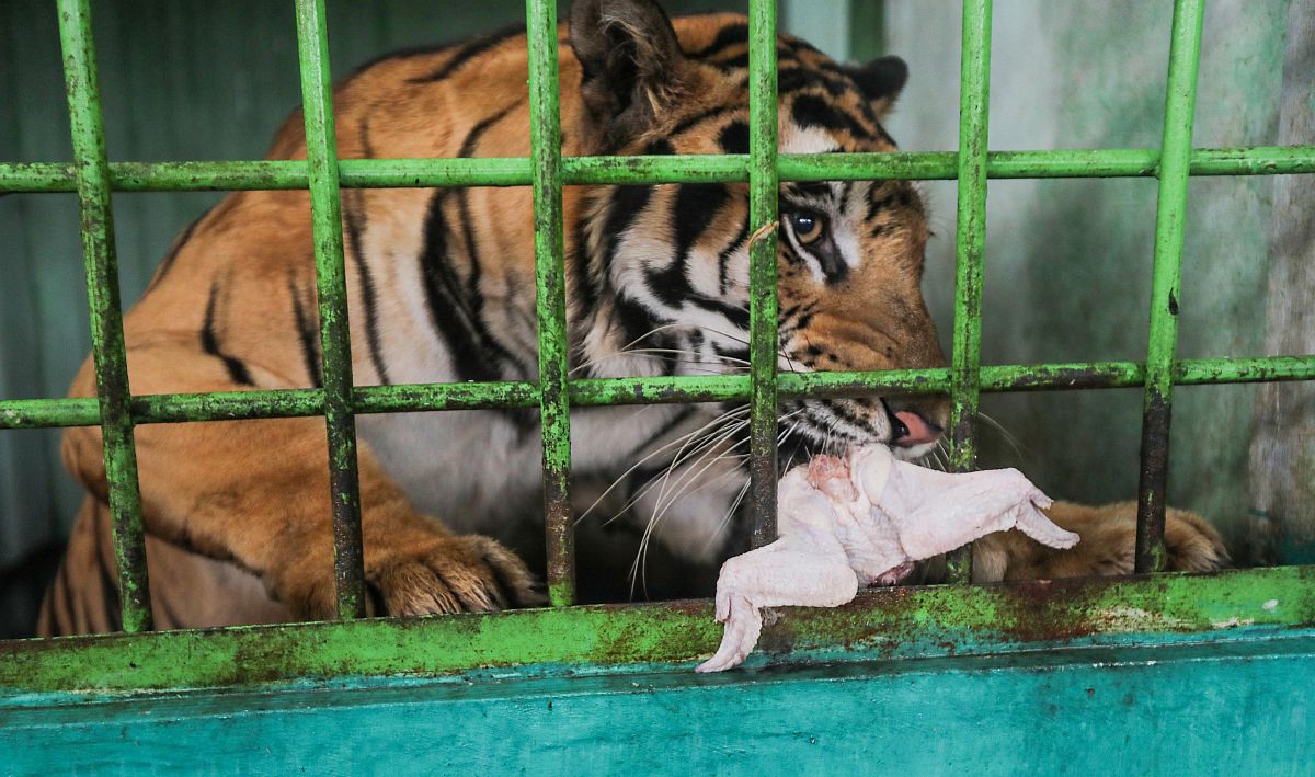 Zoološkom vrtu u Indoneziji ponestaje hrane, možda će morati ubijati neke životinje