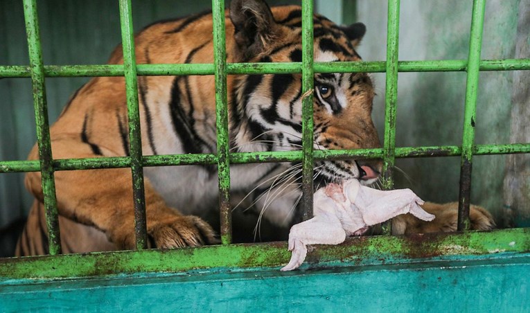 Zoološki vrt u Indoneziji ubijat će neke životinje da bi nahranio druge, nema hrane