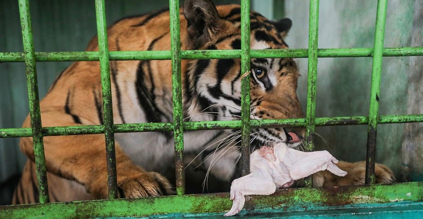 Zoološkom vrtu u Indoneziji ponestaje hrane, možda će morati ubijati neke životinje