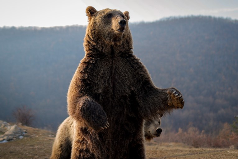 EU je odobrila slovački zakon o ubijanju medvjeda. U zamjenu dobili glas za podršku