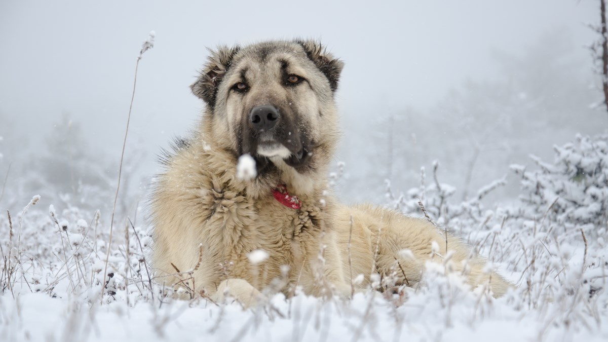 Kangal je idealan čuvar, no to je veliki pas koji nije za početnike