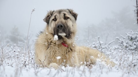 linjaju li se psi kangal