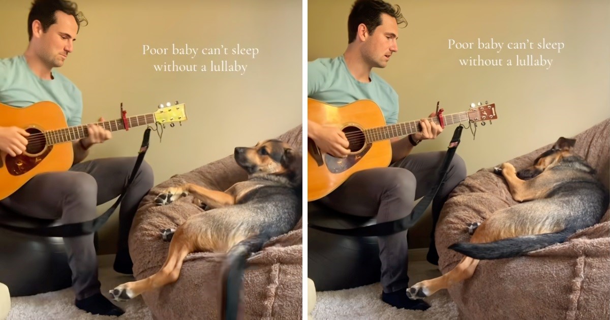 VIDEO Njemački ovčar ne može se smiriti i zaspati ako mu vlasnik ne otpjeva uspavanku