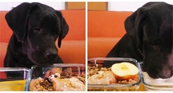 Kao švedski stol: Vlasnica svom psu pripremila poseban obrok, pogledajte to uživanje