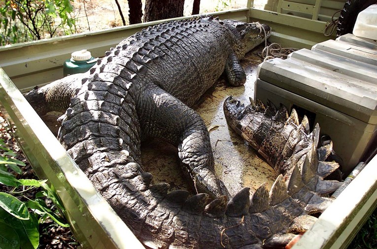Dječak (9) u kritičnom stanju nakon napada krokodila u australskom nacionalnom parku