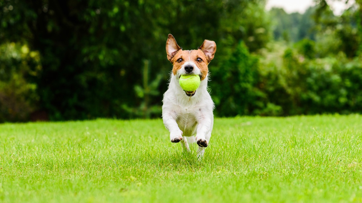 Gdje psi najčešće pokupe buhe i krpelje (i zašto to nije samo šuma)