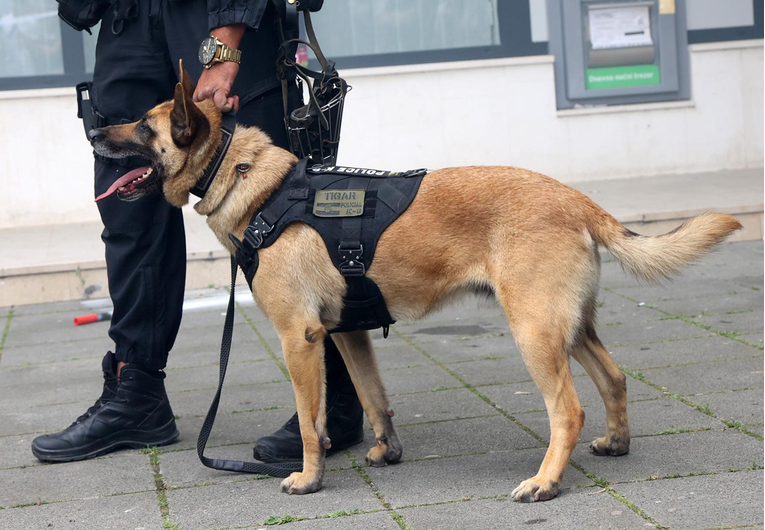 Pas u Drnišu napao i ozlijedio službenog policijskog psa. Uhićen vlasnik