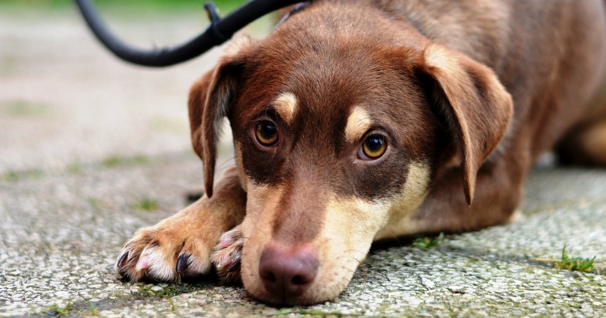 Ovih šest pasa u Dumovcu je završilo po nalogu policije i komunalnog. Čekaju svoj dom