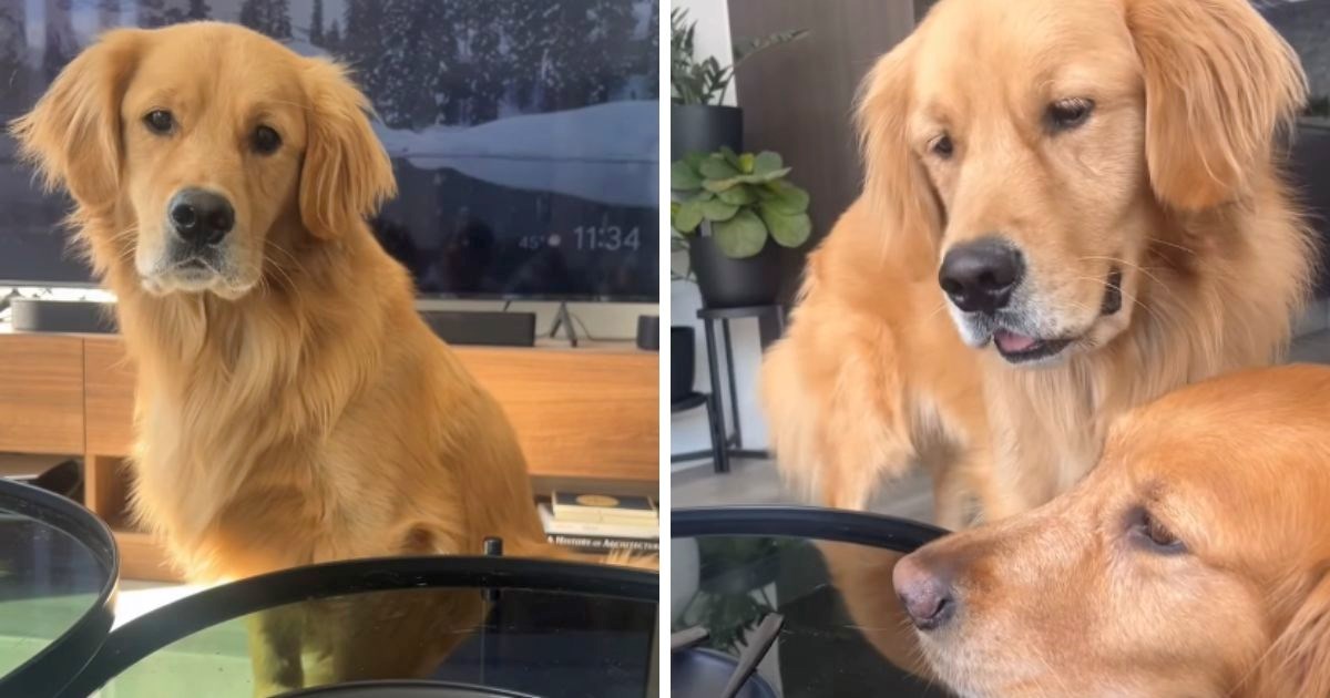 VIDEO Pogledajte kako dva zlatna retrivera pristojno mole za griz palačinke