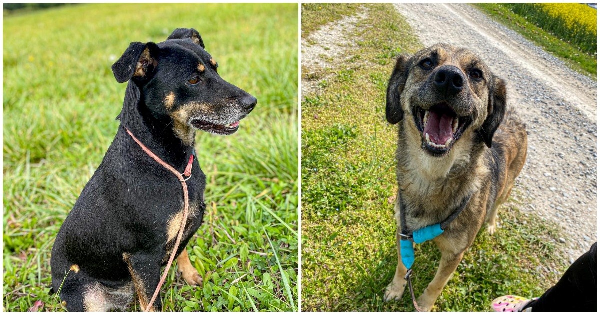 Boni i Keti već dugo u skloništu čekaju svoj dom. Obožavaju ljude, šetnje i maženje