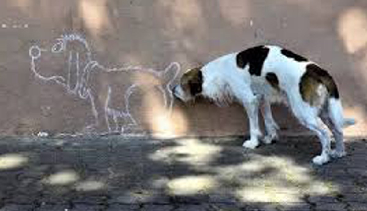 Znate li zašto psi jedni drugima njuše stražnjice?