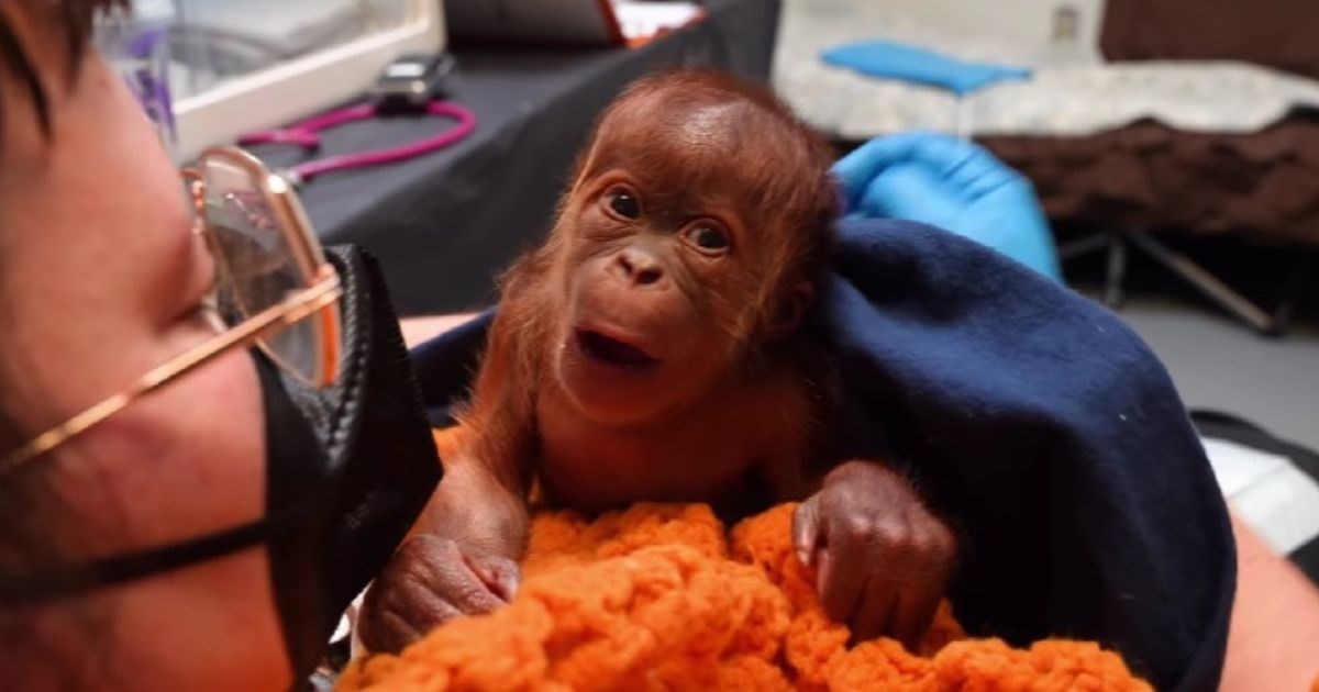 Beba orangutana rođena carskim rezom u zoološkom vrtu Memphis