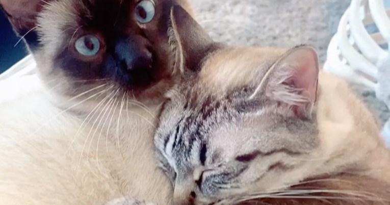 Mačka pronašla srodnu dušu nakon što su njezini vlasnici spasili još jednu mačku