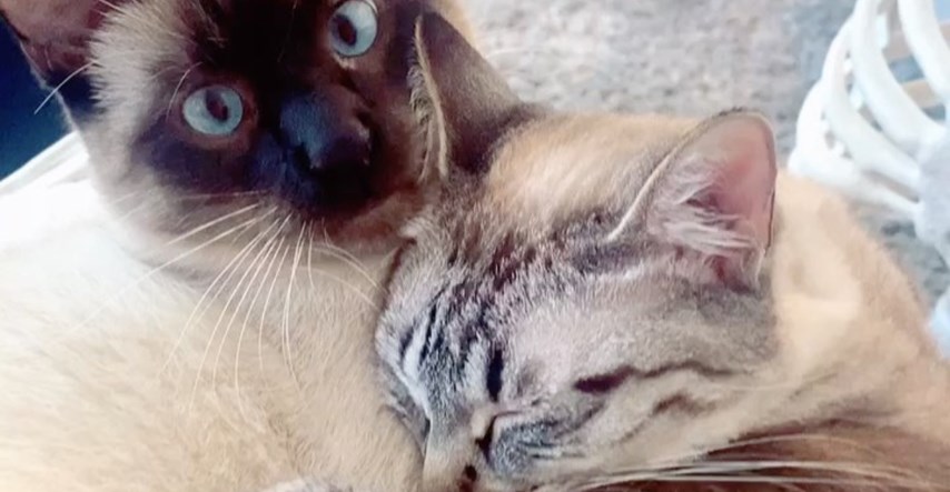 Mačka pronašla srodnu dušu nakon što su njezini vlasnici spasili još jednu mačku