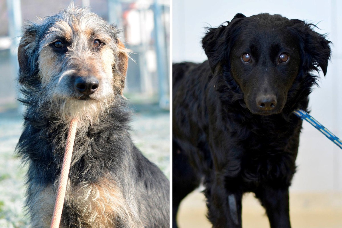 Zvonko i Asia traže strpljive udomitelje: Odrastali su bez kontakta s ljudima