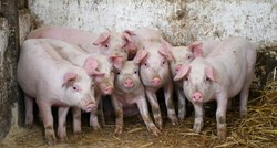 Od studenog nema novih slučajeva svinjske gripe. Vučković: Mjere su i dalje potrebne