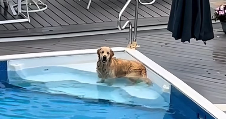 Zlatni retriver bacio se u susjedov bazen. Pogledajte kako uživa