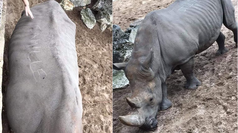 Posjetitelji zoološkog vrta urezali svoja imena na leđa nosoroga