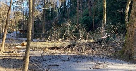 FOTO Jak vjetar srušio stablo na cestu na zagrebačkom Tuškancu, zatvorena je
