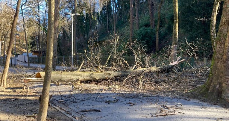 FOTO Jak vjetar srušio stablo na cestu na zagrebačkom Tuškancu, zatvorena je