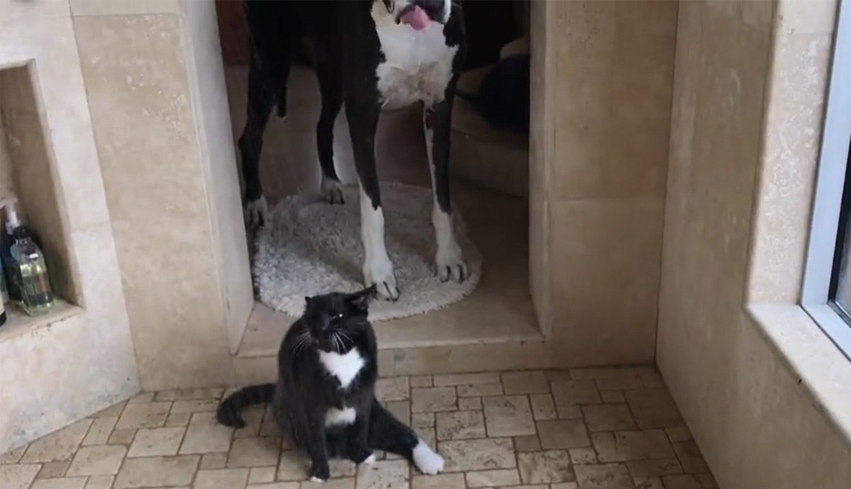 Dok se mačak kupa, kujica strpljivo čeka na svoj red za tuširanje