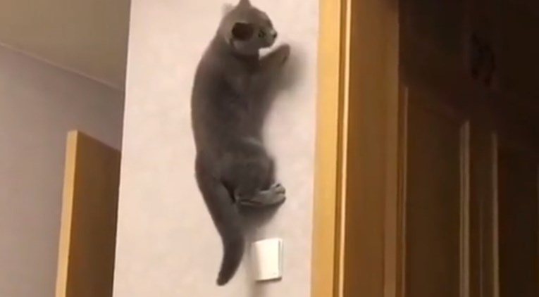 Zbog onoga što je učinila, ova mačka oduševila je internet: "Ovo je nemoguće"