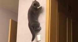 Zbog onoga što je učinila, ova mačka oduševila je internet: "Ovo je nemoguće"