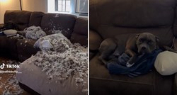 Uhvaćen u zločinu: Pas se pravi nevin nakon što je uništio kauč