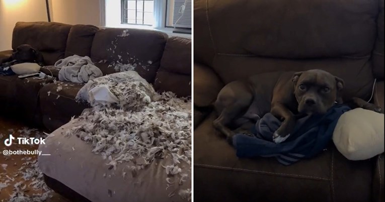 Uhvaćen u zločinu: Pas se pravi nevin nakon što je uništio kauč