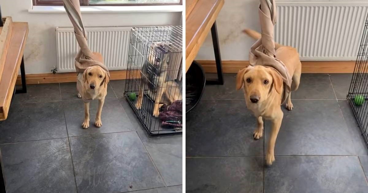 Vlasnica se vratila kući i ostala u šoku kada je vidjela u kakvom je stanju labrador