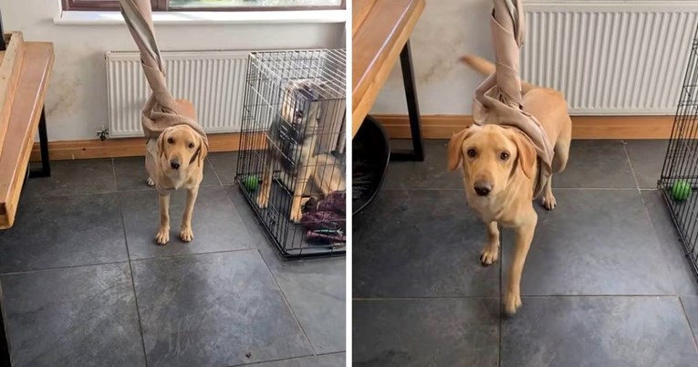 Vlasnica se vratila kući i ostala u šoku kada je vidjela u kakvom je stanju labrador