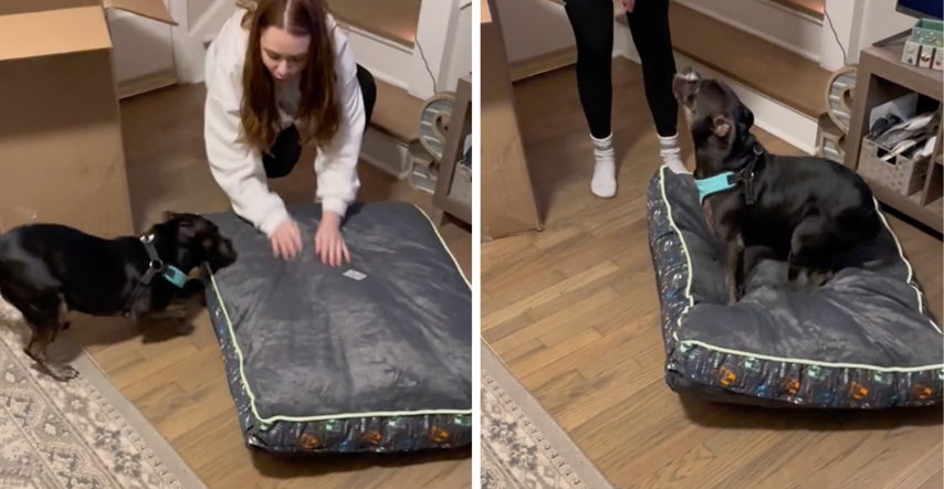 Udomljeni pas dobio je svoj prvi krevet, njegova reakcija topi srca