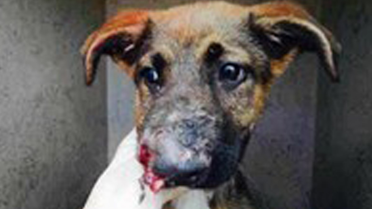 Štene je danima patilo i trpjelo teške bolove, a nitko mu nije htio pomoći