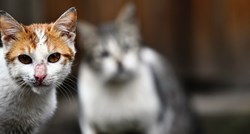 Vlasnici mačaka upozorili na opasnost koja vreba ljubimce, a koje mnogi nisu svjesni