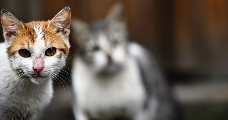 Vlasnici mačaka upozorili na opasnost koja vreba ljubimce, a koje mnogi nisu svjesni