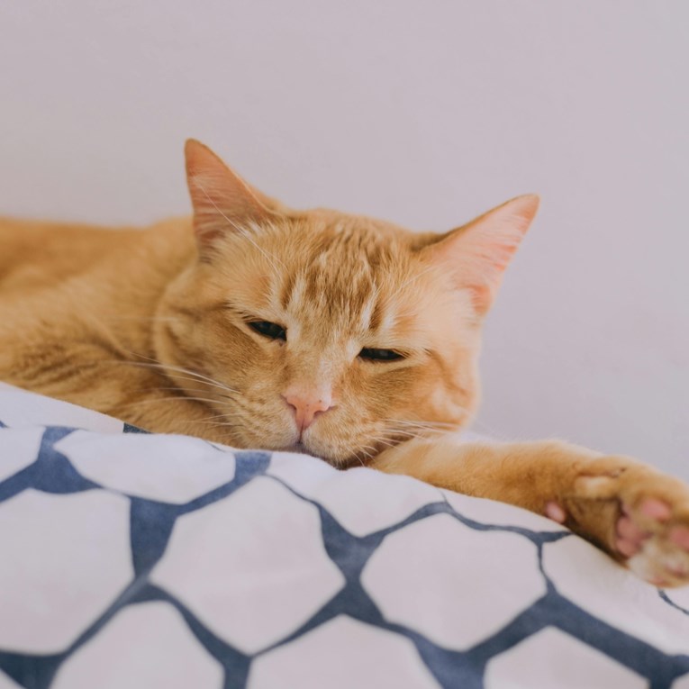 Veterinar upozorava: Ove promjene kod mačke mogu biti znak ozbiljne bolesti bubrega