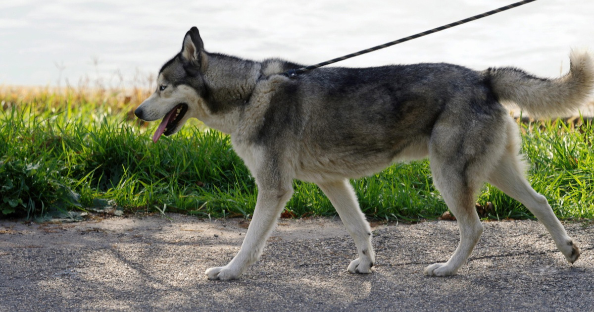 Veterinarka otkrila pet pasmina pasa koje nikada ne bi imala