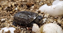 U Zagrebu uzgojeno 28 mladunaca riječne kornjače za Dubrovačko-neretvansku županiju