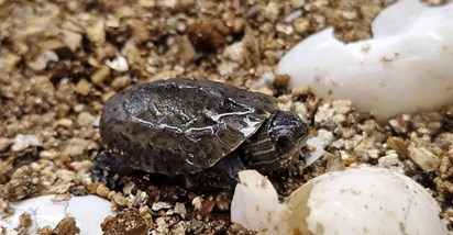 U Zagrebu uzgojeno 28 mladunaca riječne kornjače za Dubrovačko-neretvansku županiju