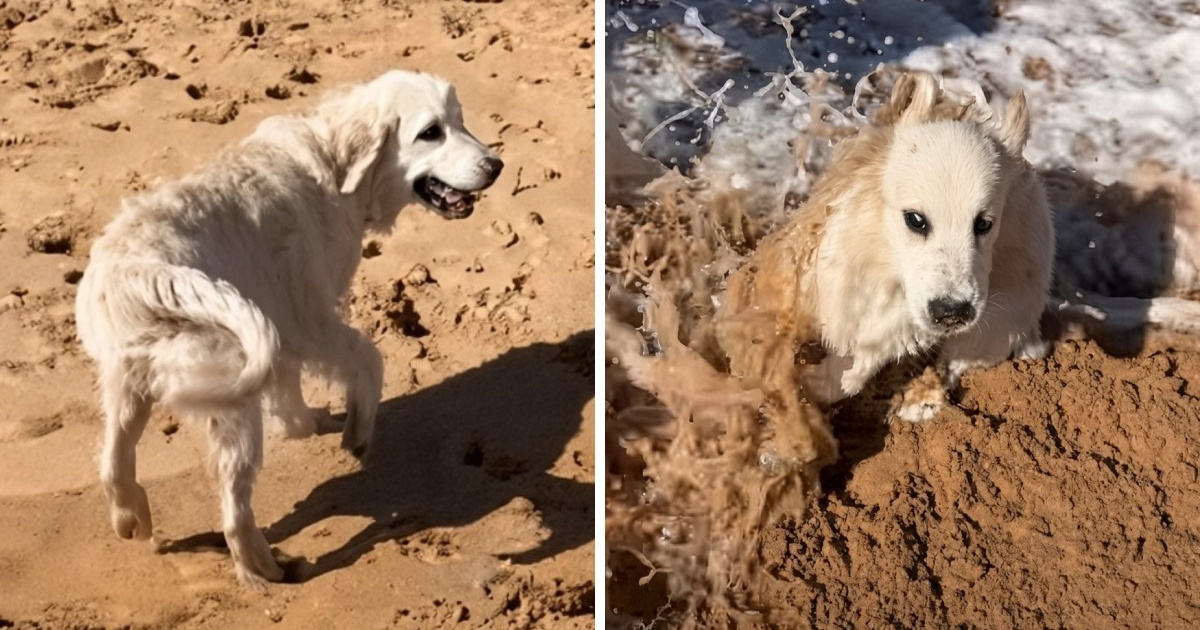 Zlatni retriver odabrao mjesto za odmor pa ga iznenadio val 😅