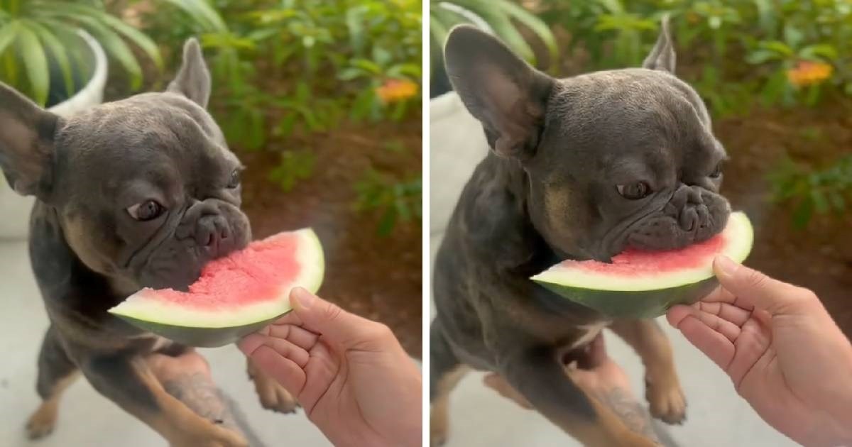 Francuski buldog prvi put je probao lubenicu. Njegovo veselje je zarazno