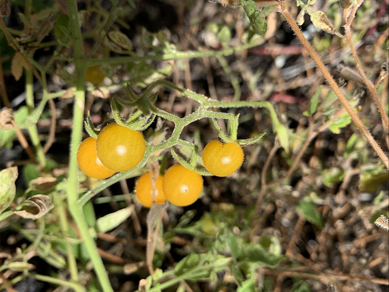 Divlje rajčice s Galapagosa pokazuju znakove "obrnute evolucije"