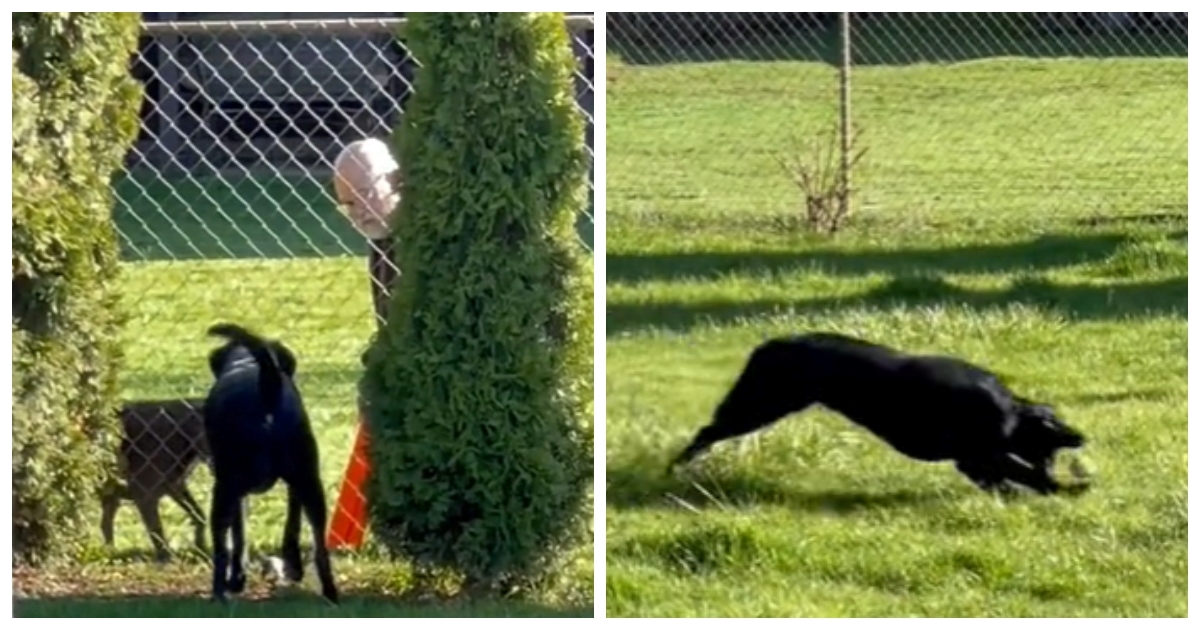 Video susjeda koji se preko ograde igra sa psom oduševio je internet