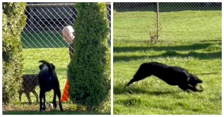 Video susjeda koji se preko ograde igra sa psom oduševio je internet