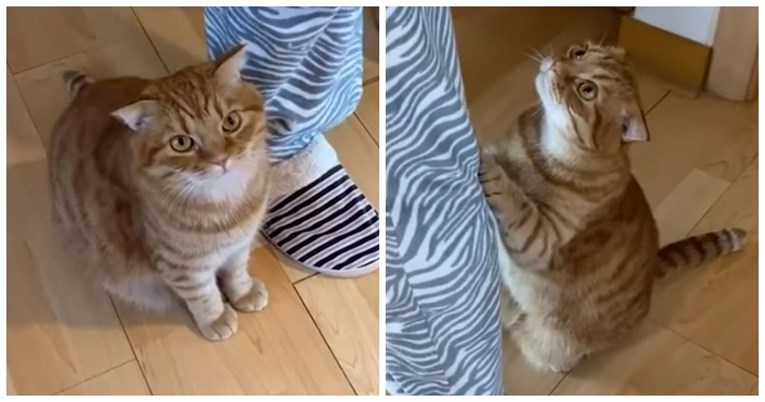 Video mačke koja moli za hranu postao hit, ljudi pišu: "Ovo je preslatko"